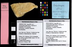 Foto (Objekt + Etiketten) von Ambulocapsa altilis (Robins, Feldmann & Schweitzer, 2013) 